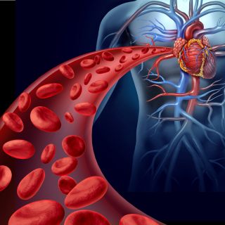 Fortalecimiento del Sistema Cardiovascular